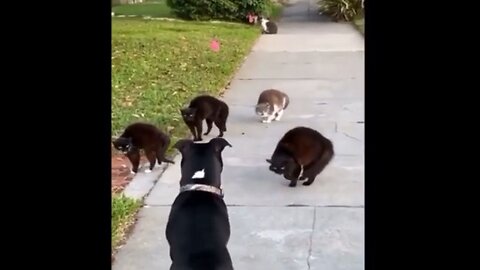 5 Cats VS 1 Dog