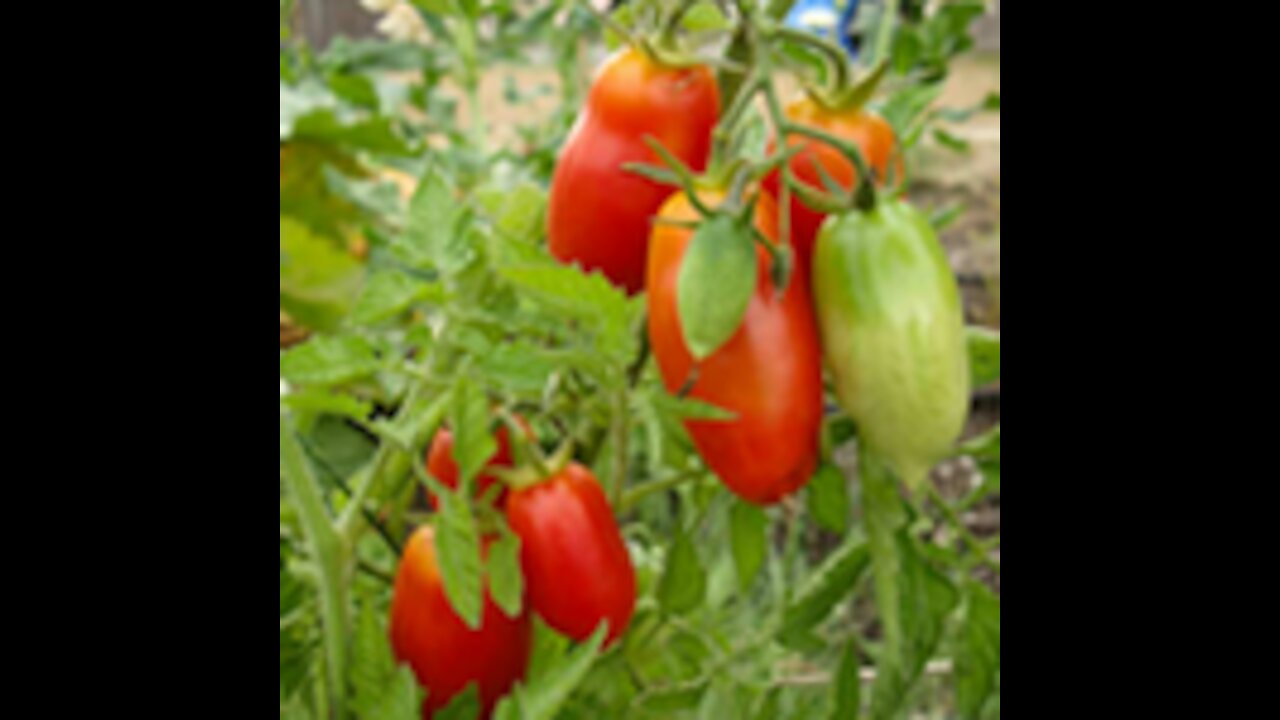 San Marzano - Tomato