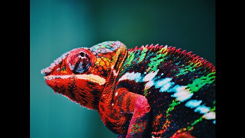 Watch this chameleon on HDTV 4k