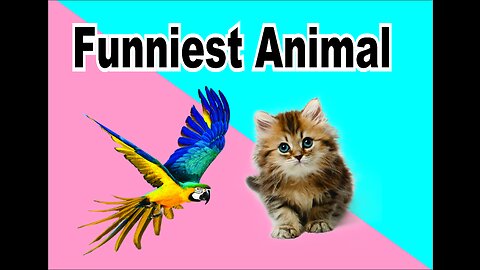 Funniest Animals