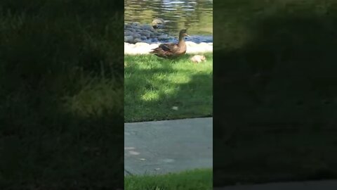 baby ducks and mom
