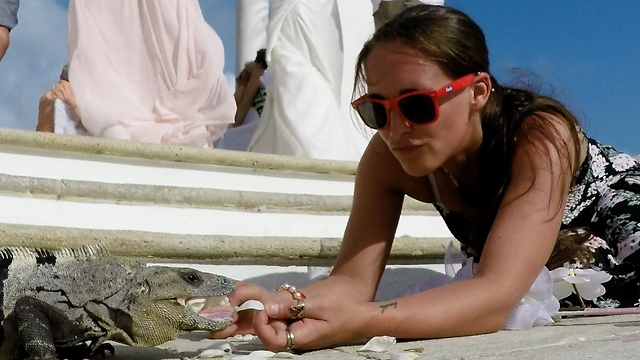 Bridesmaid hand feeds huge iguana