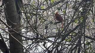 James Gardens Toronto wildlife