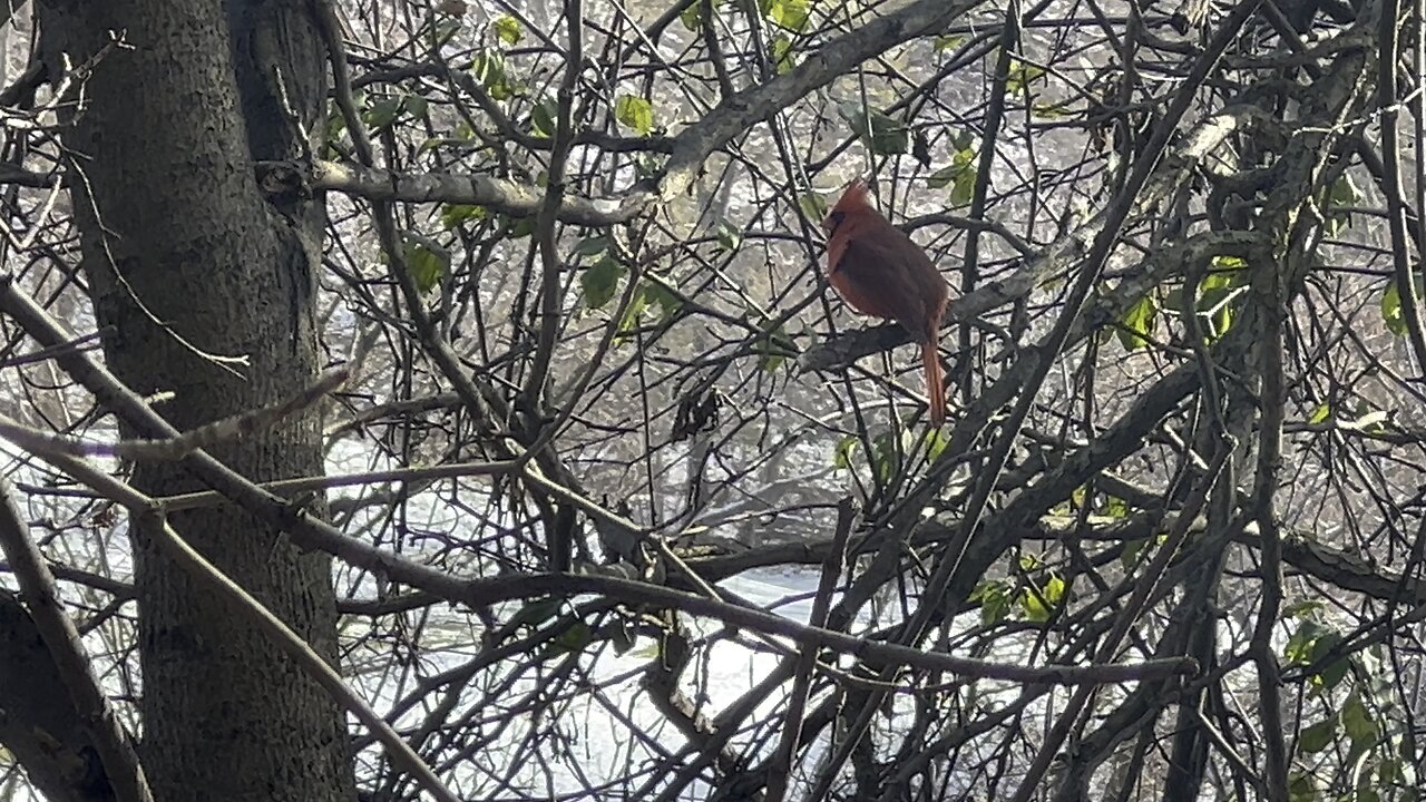 James Gardens Toronto wildlife