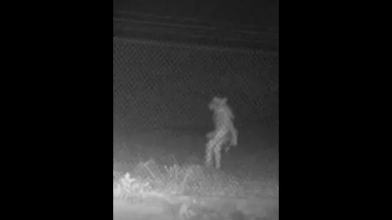 Breaking "Alien Dog Man" Found In Texas (Anubis)