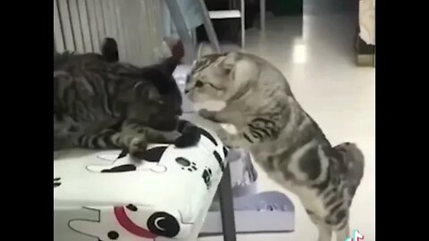 When Pets are angry with the whole world😂😂😂#shorts #fyp #funny #cat #pet #animals #fypcats #dogs