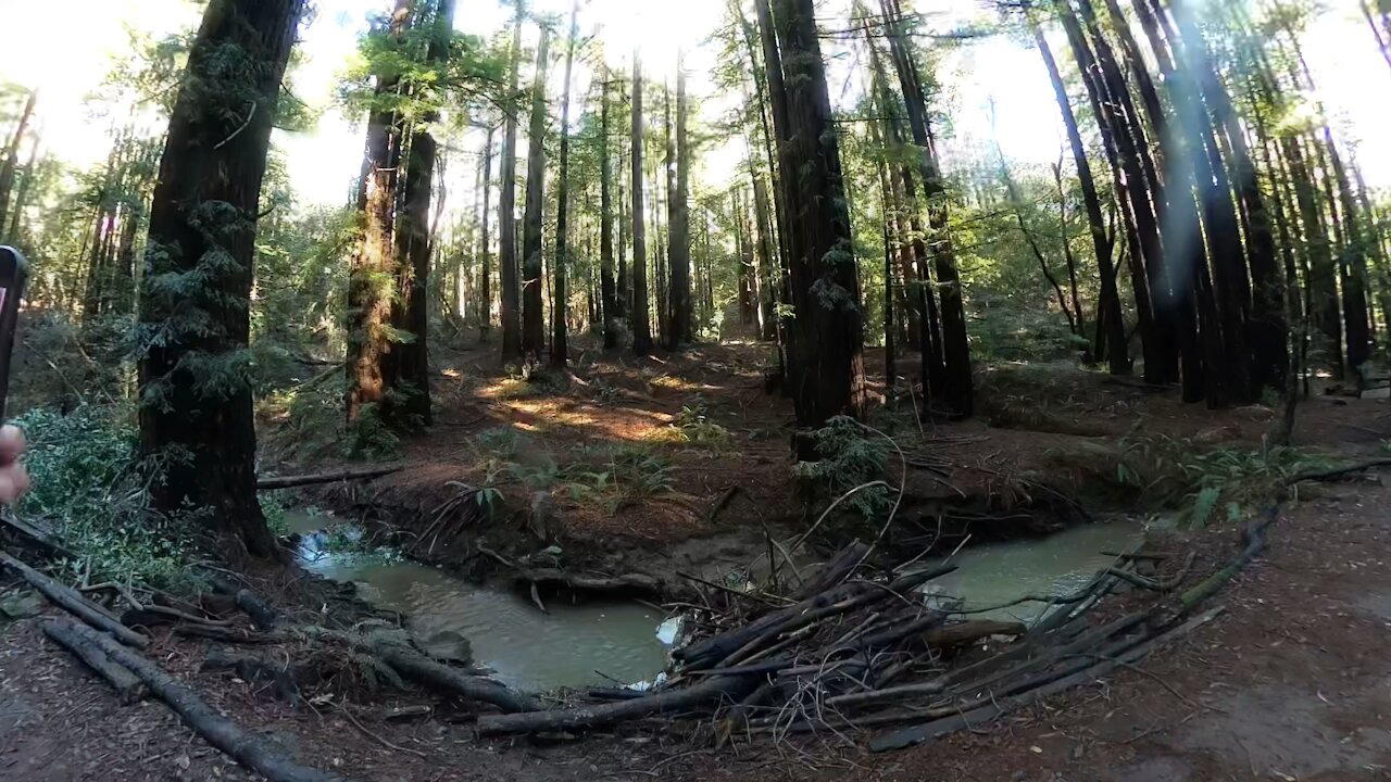 Hiking Redwood Forest