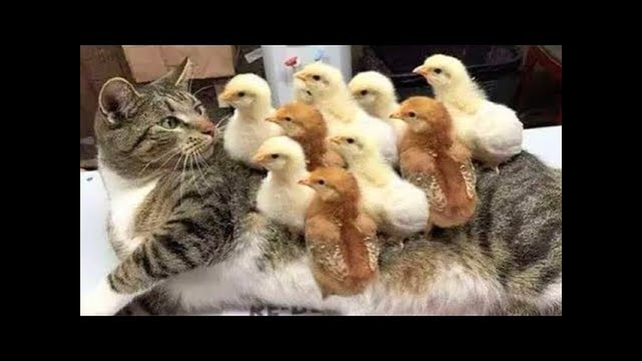 😻 FUNNIEST and CUTEST CAT 🌈😊 VIDEOS