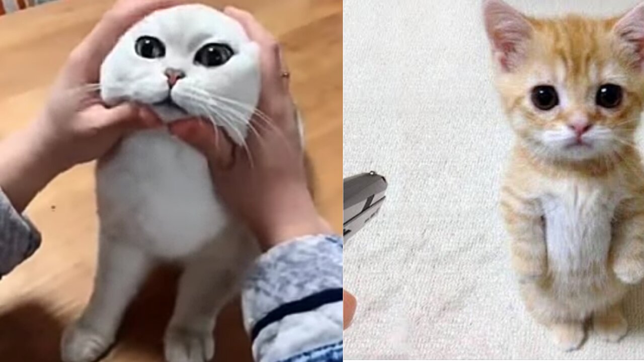 Best funniest videos😂 cute cats 🐈 and 🐶