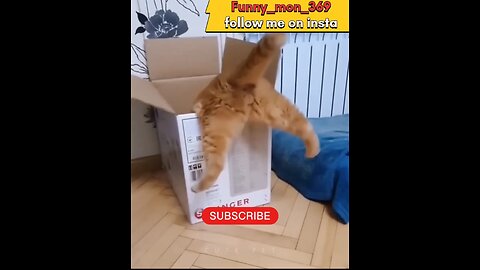 Funny cat video 🤣