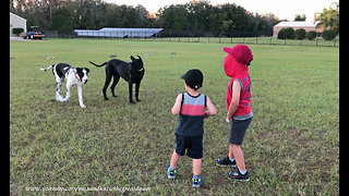 Huge Great Dane gently plays with little kids