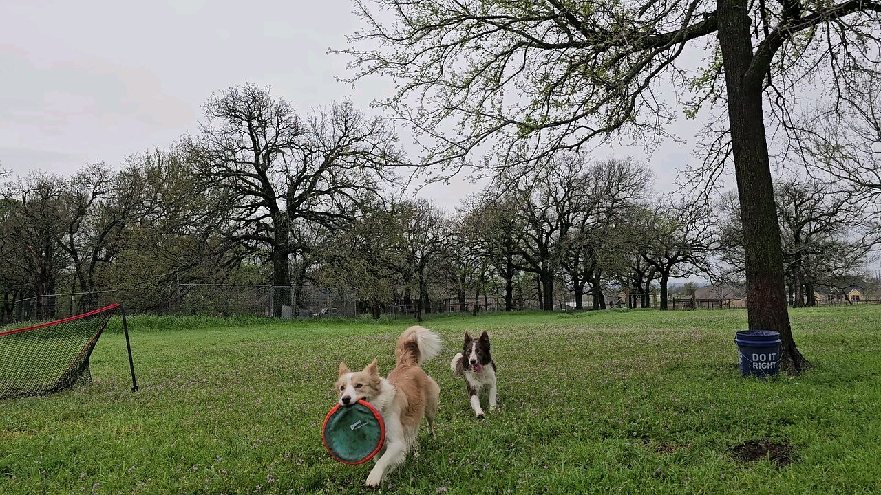 The three amigos and their Frisbee