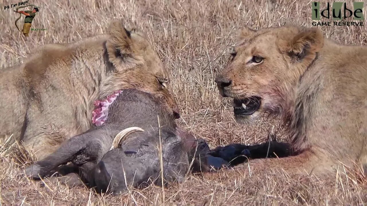 Daughters Of The Mapogo Lions - Rebuilding The Othawa Pride - 68: Subs Caught a Warthog!!