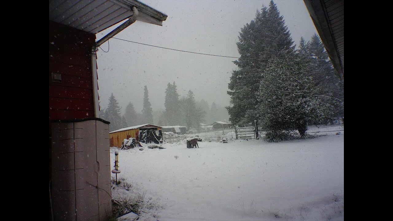 Boxing Day Snow.. #short