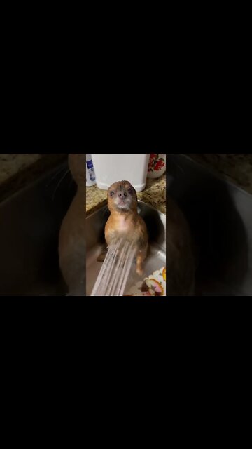 1Min Animal World #dogs #cats #pet