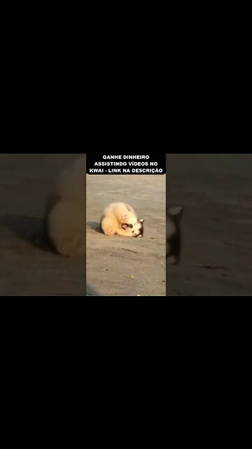 os tombos mais fofos 😂😂😂