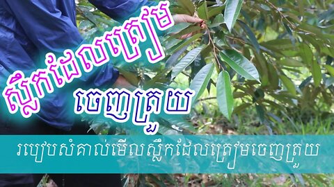 របៀបសំគាល់់​មើលស្លឹកទុរេនដែលត្រៀមចេញត្រួយ