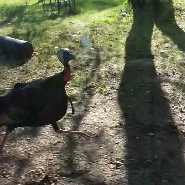 Wild turkey attacks and chases speeding car