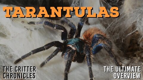 The Critter Chronicles | Tarantulas