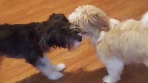 Tiby & Rayna (2)