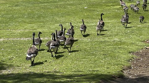 Goslings all grown up. So fast