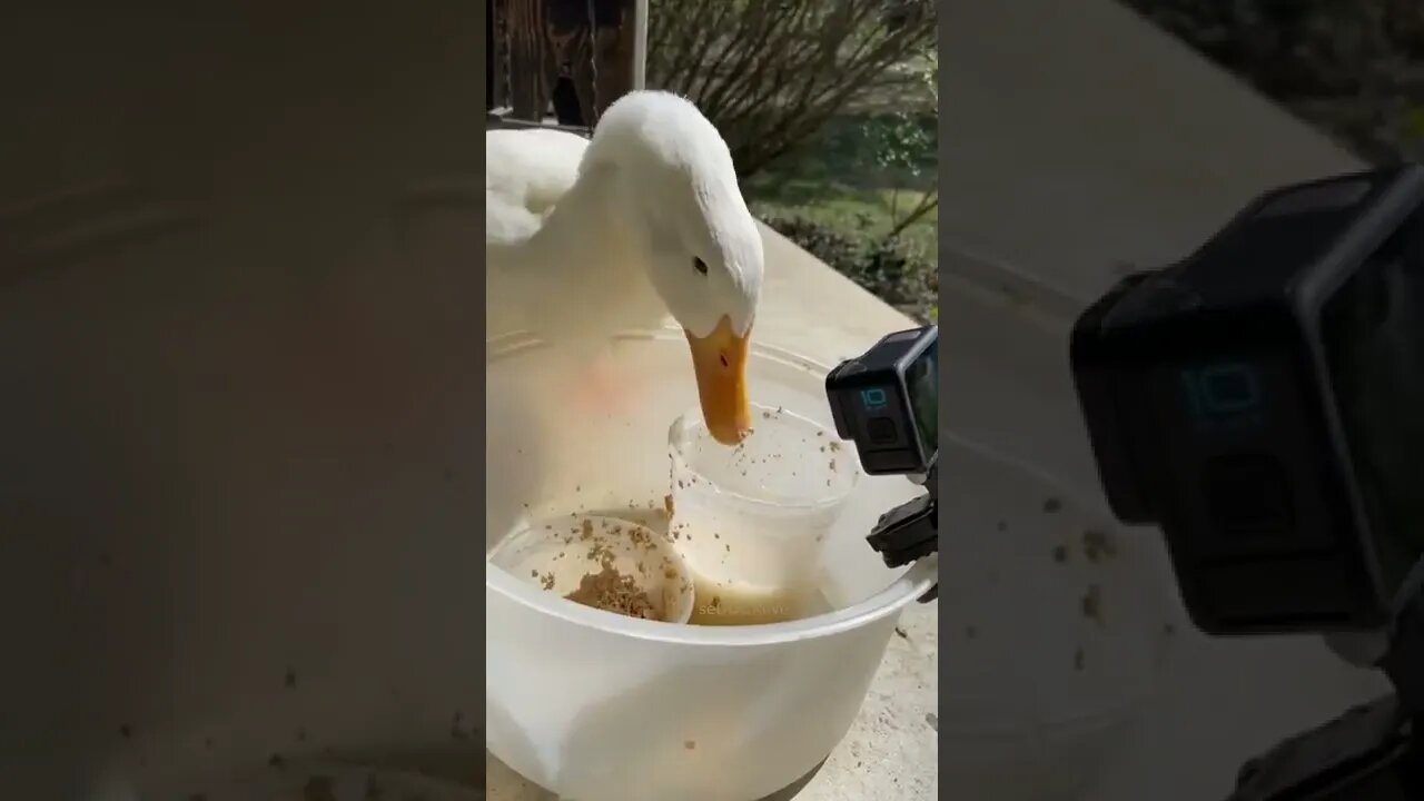 DUCK#WATER FOOD