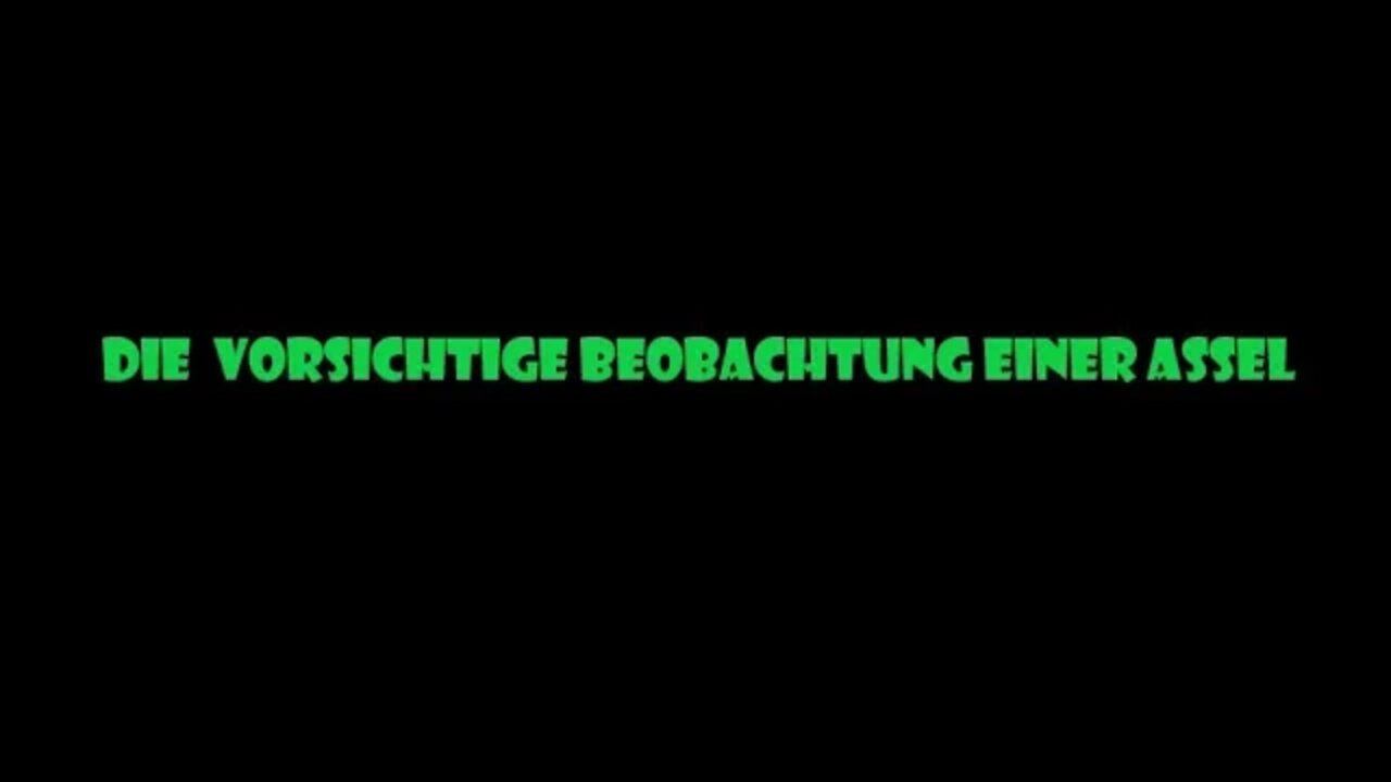 🐕 Eine besonders vorsichtige Beobachtung