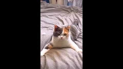 Funny cats