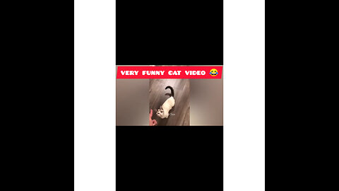 Funny cat videos