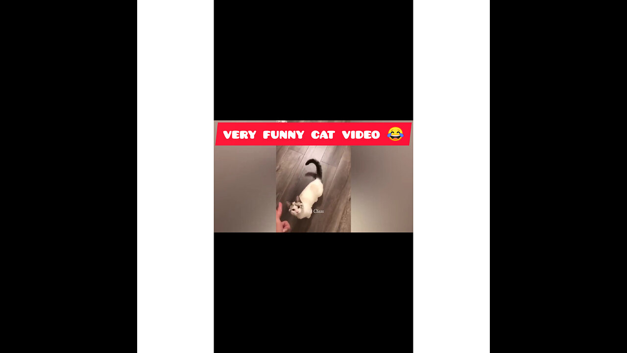 Funny cat videos