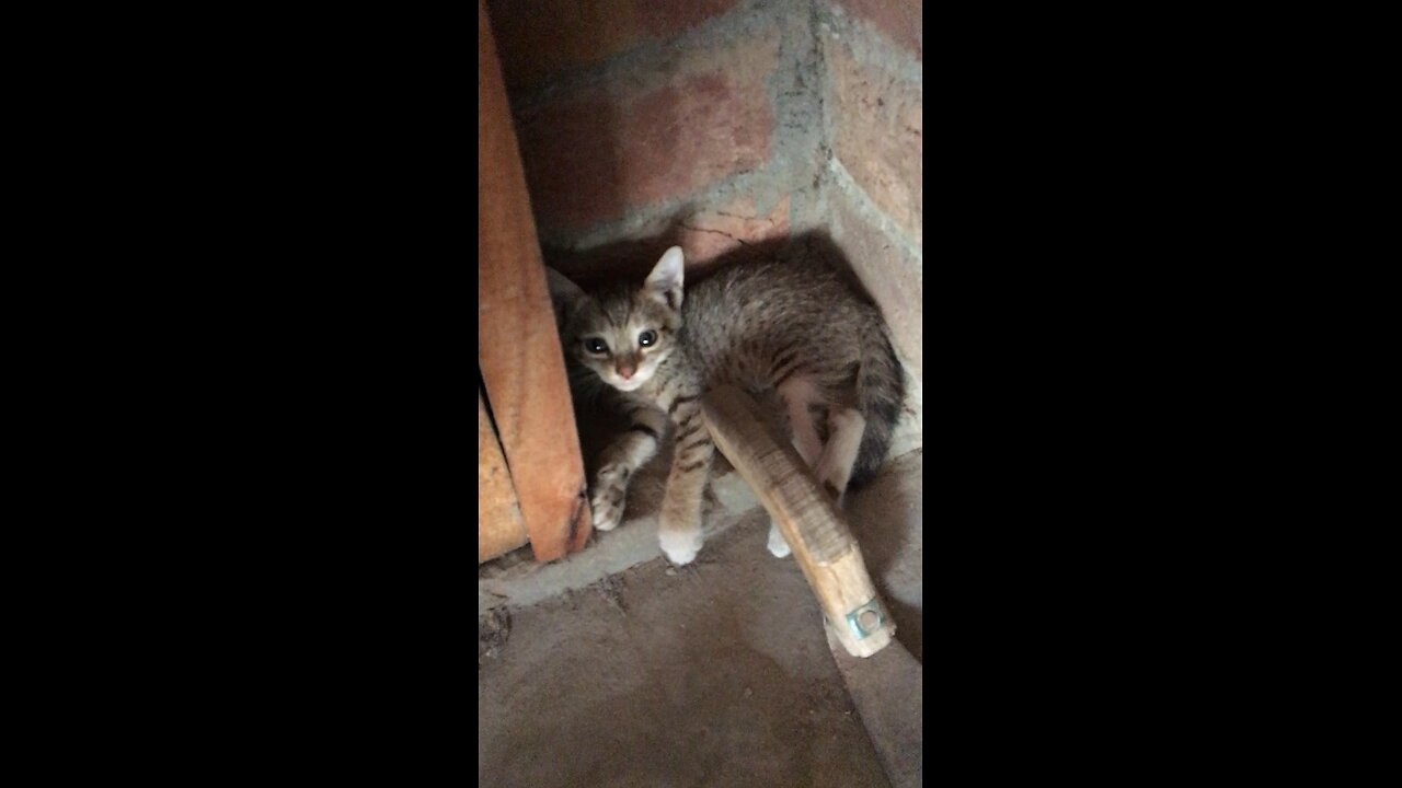 Cat reaction
