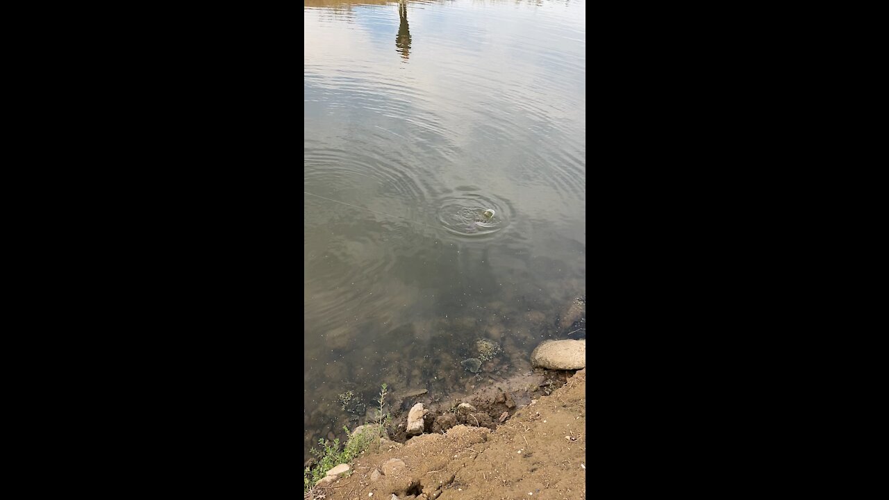 Catching a common carp on a lure part 2