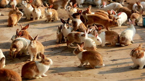 Rabbit Run .. Crossing Animal Cartoon Video||