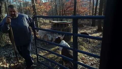 Birds in their winter home and filling hay feeders, #farmsteading #chickens #goatfarming #homestead