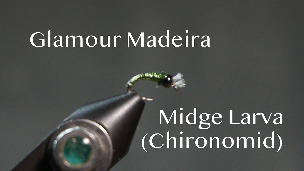 Glamour Madeira Midge Larva (Chironomid)