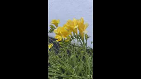 Daylily Flowers