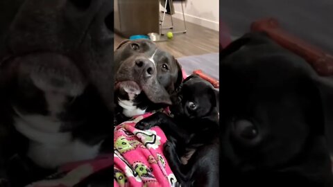 Get a puppy they said. It would be fun they said.🐕🐾🐶😅