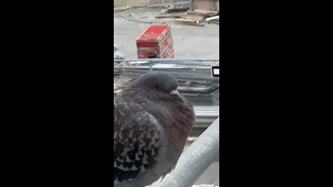 Bird in winter at Subway station