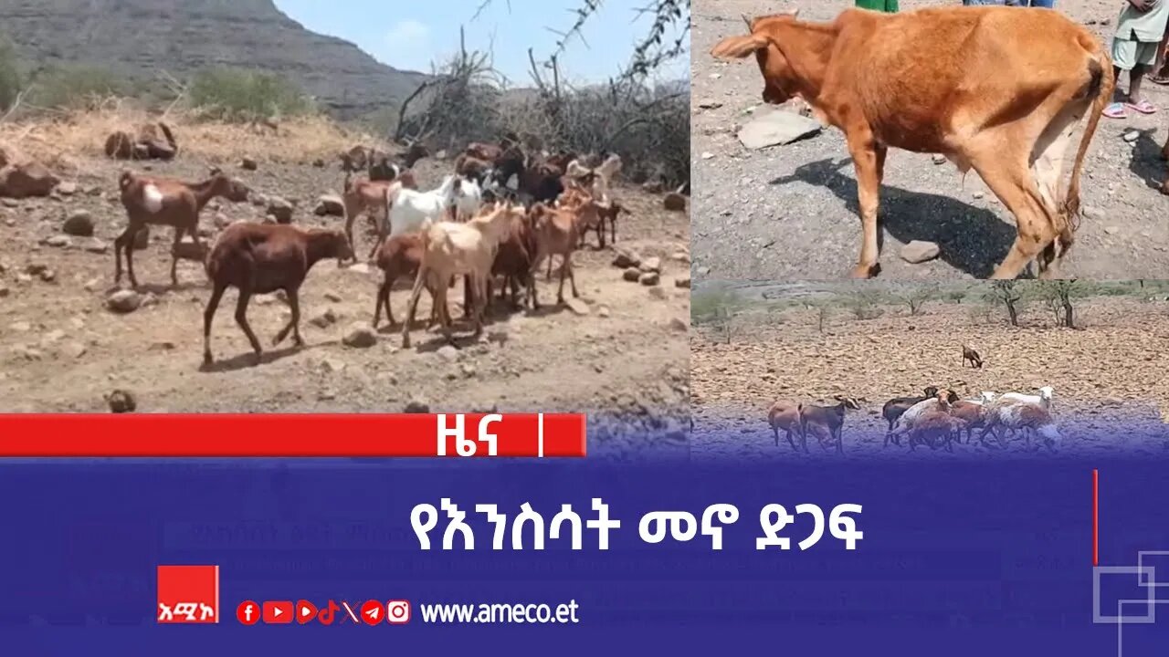 የእንስሳት መኖ ድጋፍ