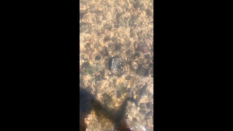 Central Illinois Mammoth tooth discovered!