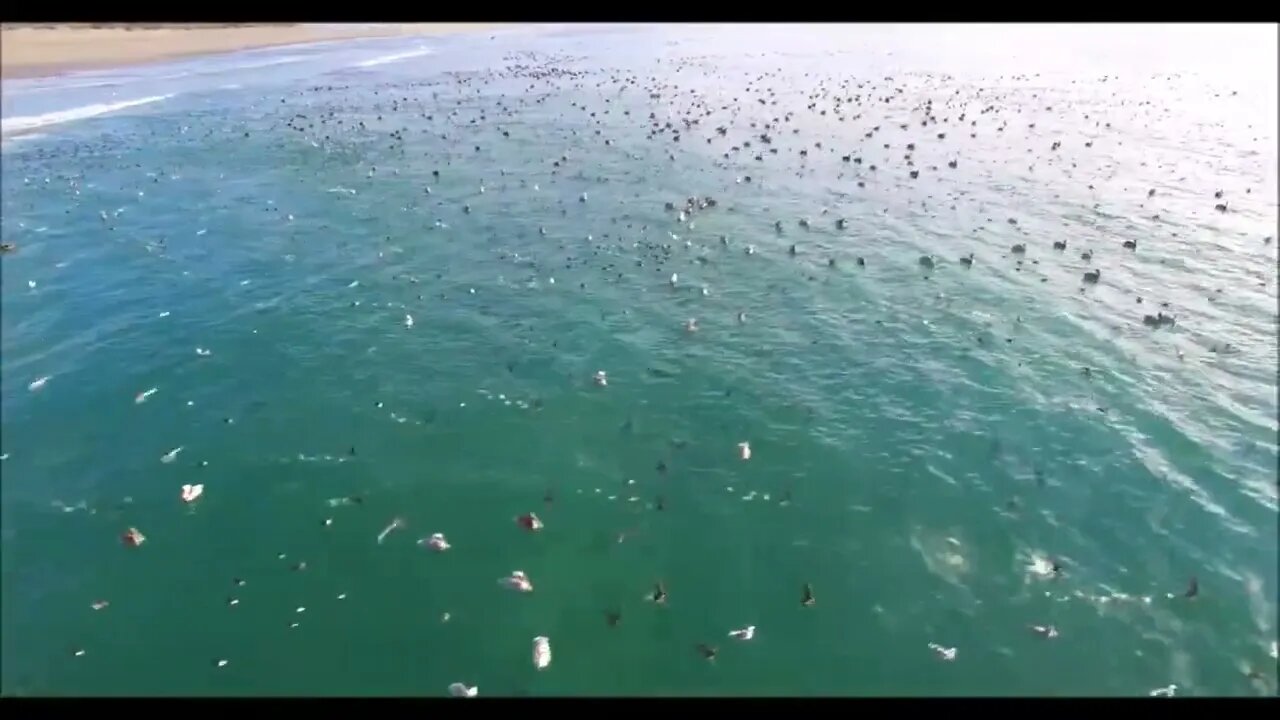 DRONE Flies With TENS OF THOUSANDS Upon THOUSANDS Of Sea Bir 2022