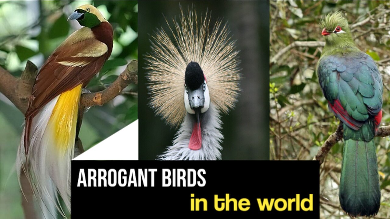 5 Intresting But Arrogant Birds in the World