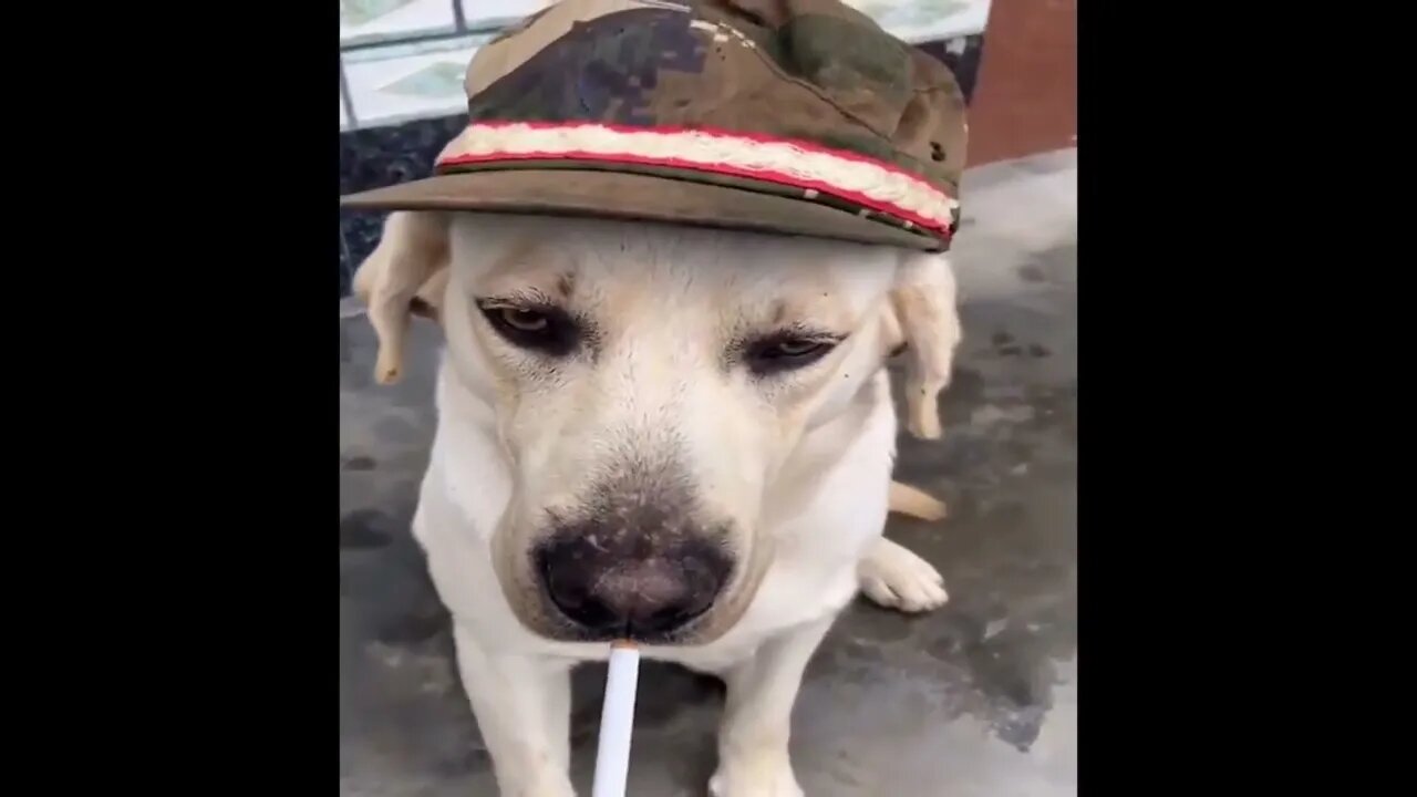 Funny Amazing Dogs videos | playing dogs | Animal videos 2022