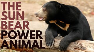 Sun Bear Power Animal