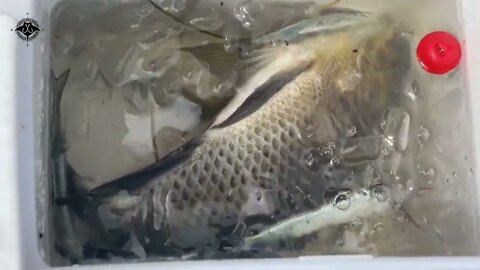 Wild FISHING.14/ Fishing for the oldest fish species, BARramundi. Wow!