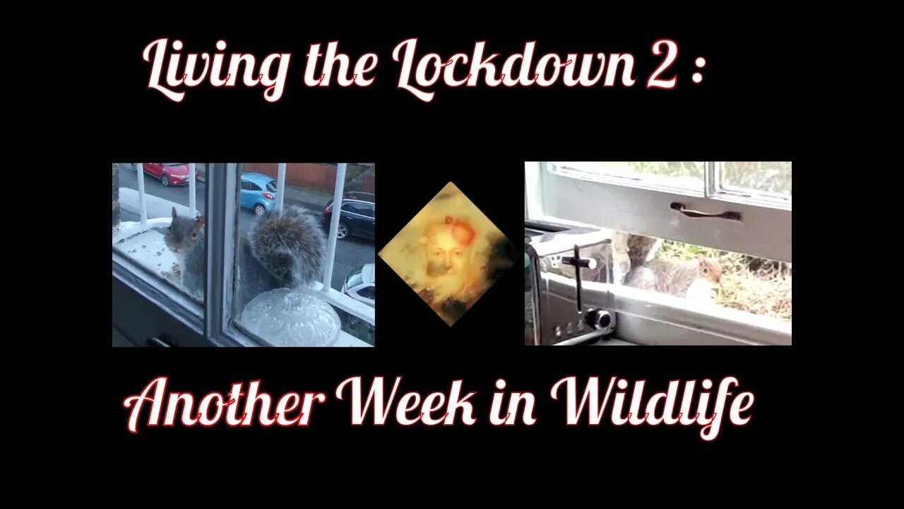 Living The Lockdown 2 : Another Week In Wildlife