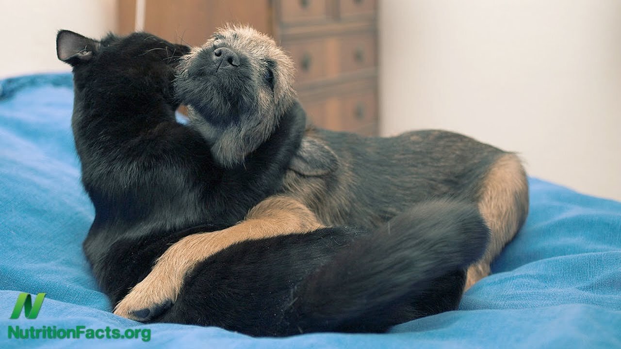 the cat and the dog were friends.