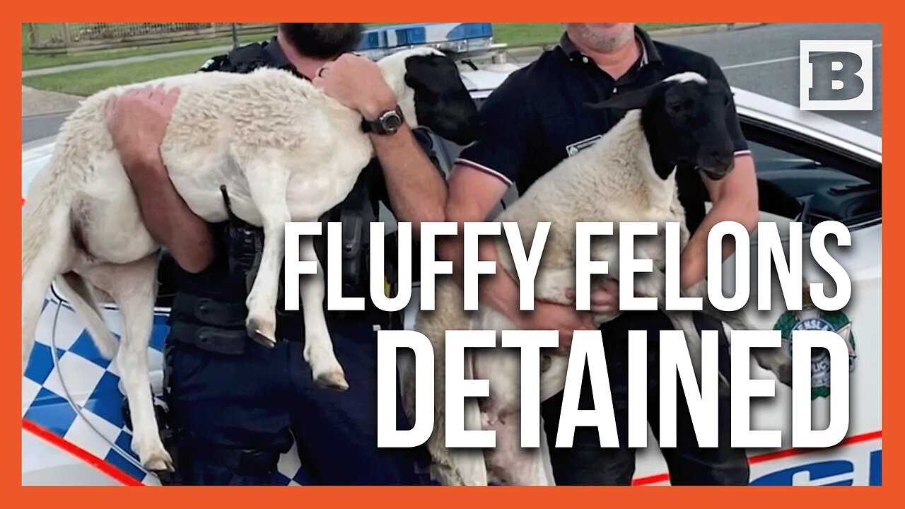 Un-Wooly: Queensland Cops Tumble in Hilarious Pursuit of Rogue Sheep