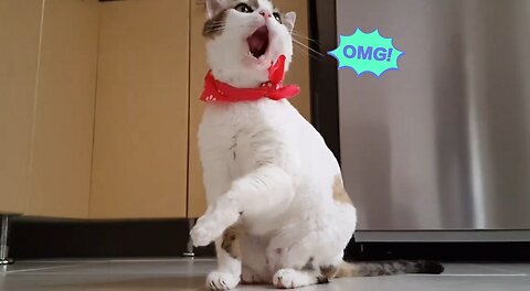 Funniest Cats - Funny Cats Life