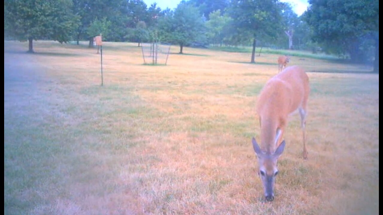 Deer Cams #030